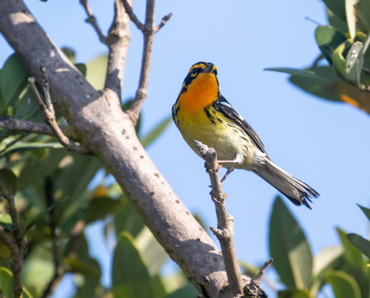 Blackburnian Warbler - William Price