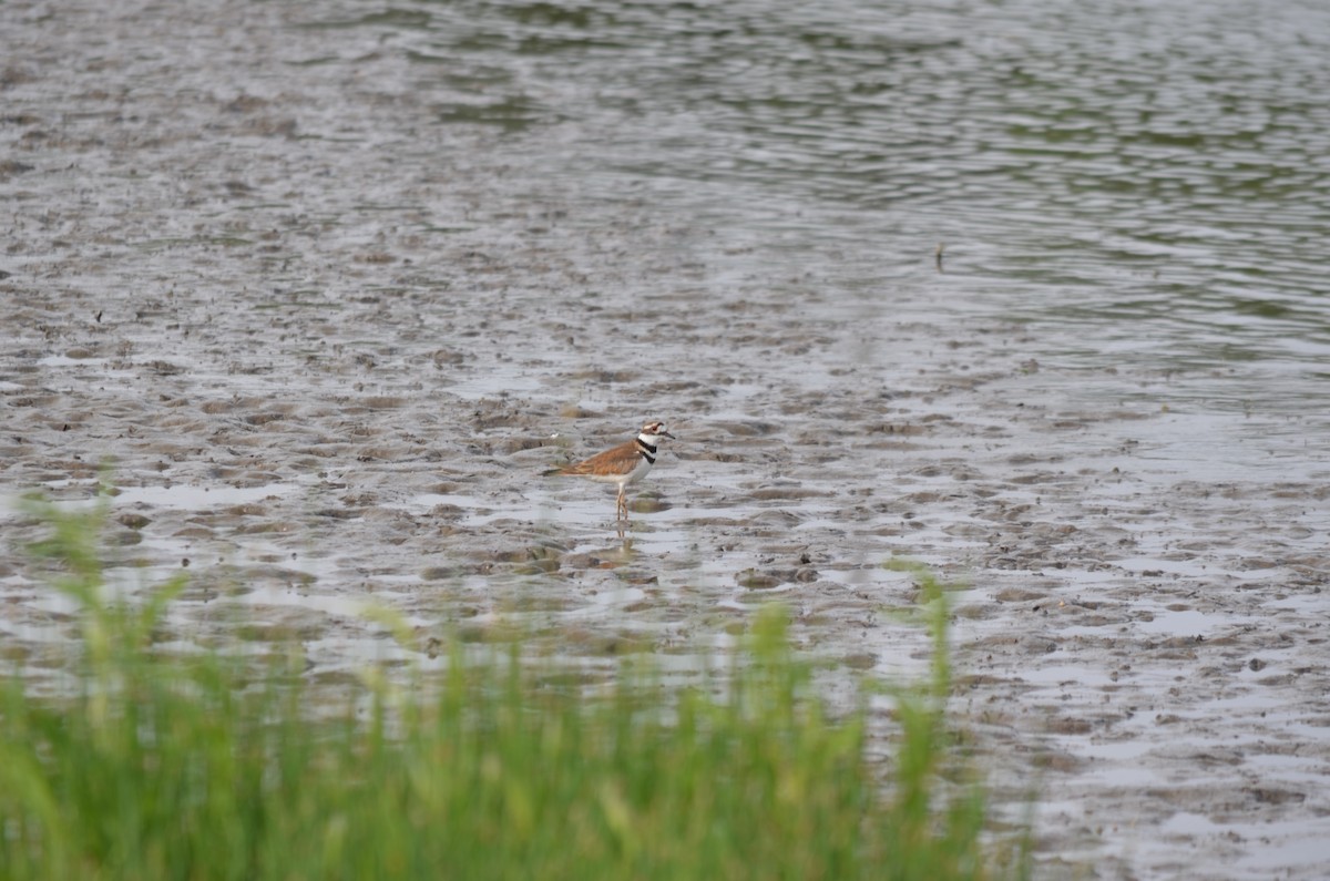 Killdeer - Brendel O’Brien