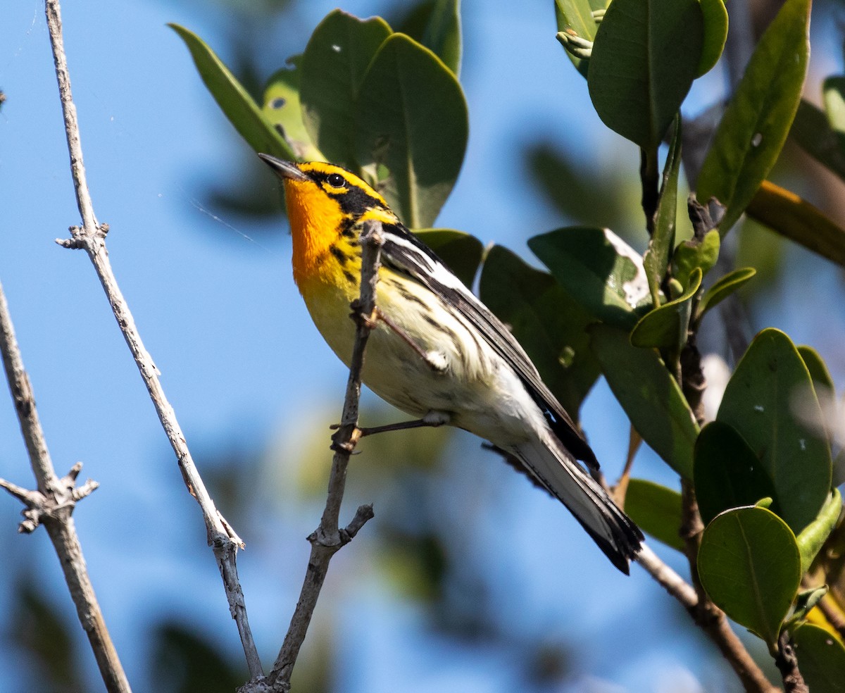 Blackburnian Warbler - William Price