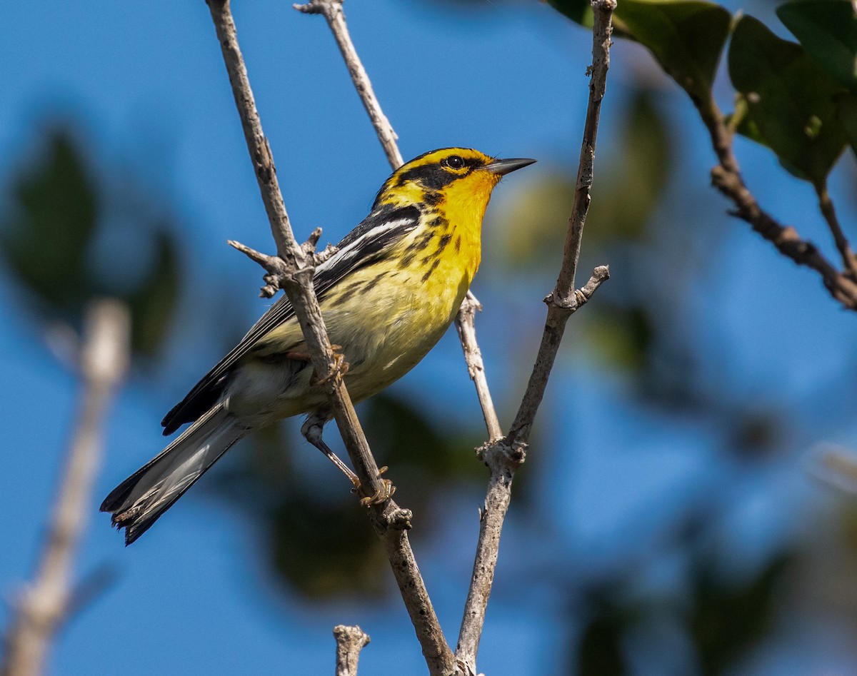 Blackburnian Warbler - William Price