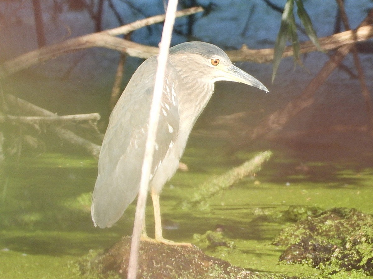 Black-crowned Night Heron - Ivan V