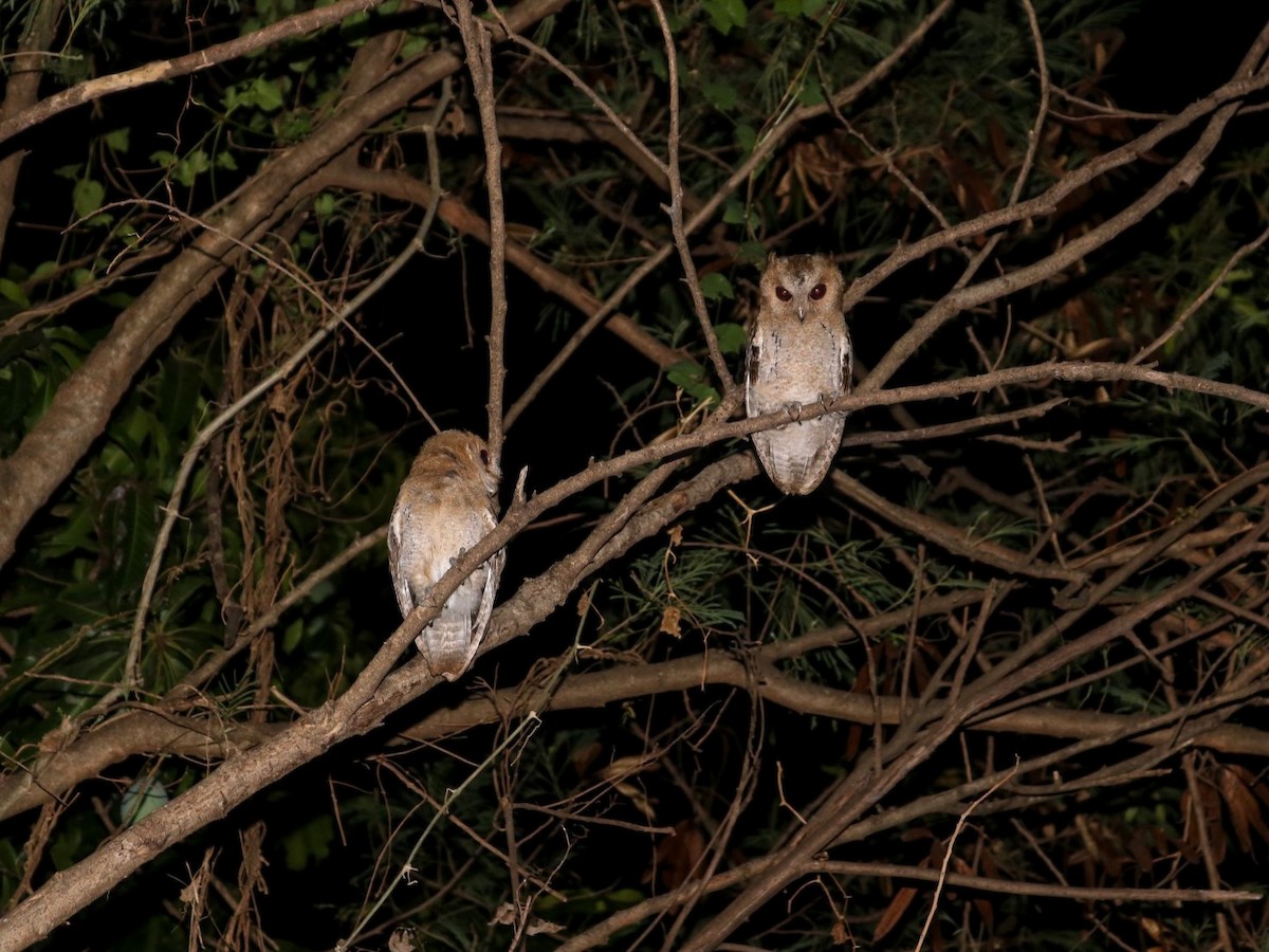 Collared Scops-Owl - Supot Surapaetang