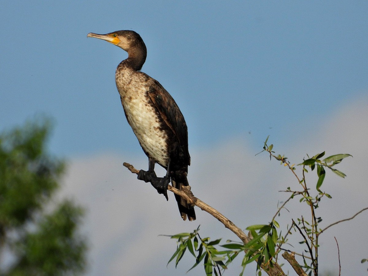 Great Cormorant - Ivan V