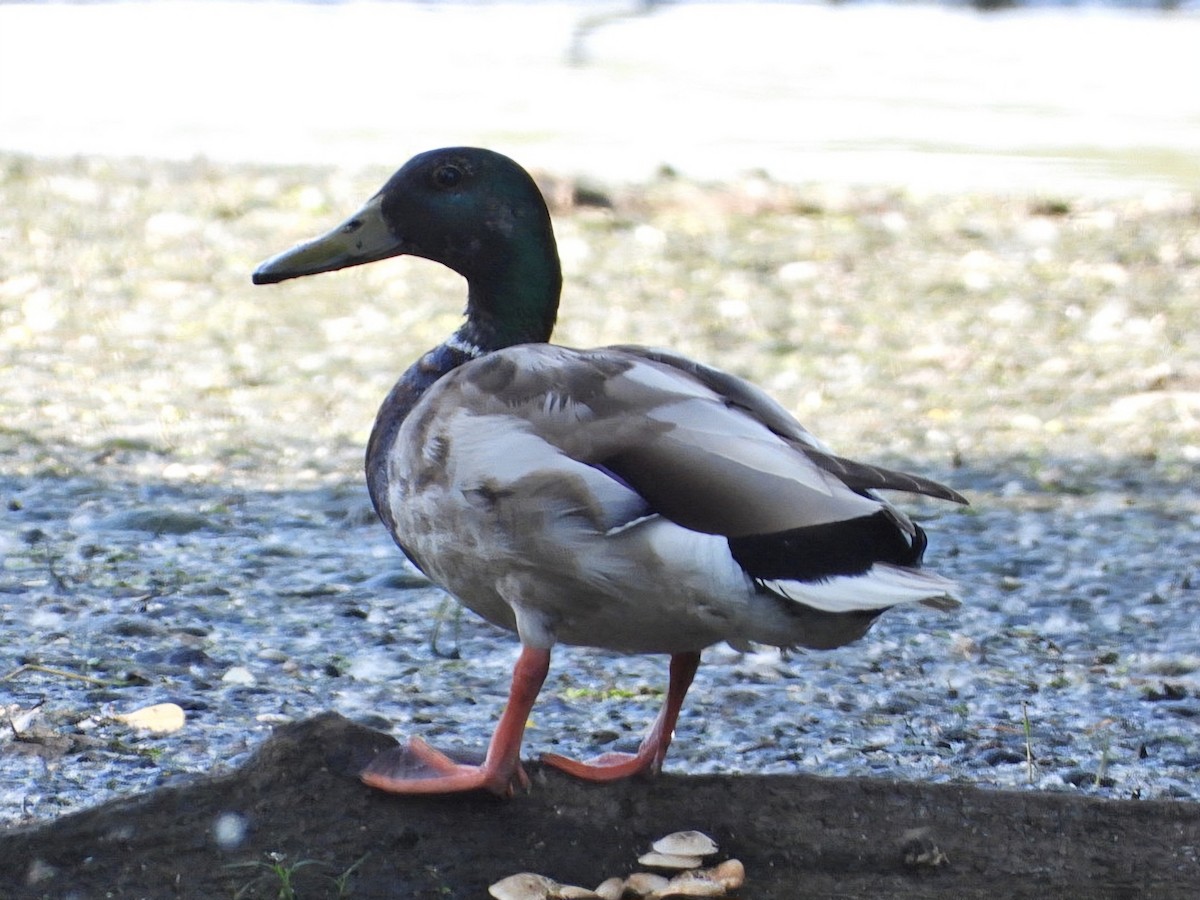 Mallard - Ivan V