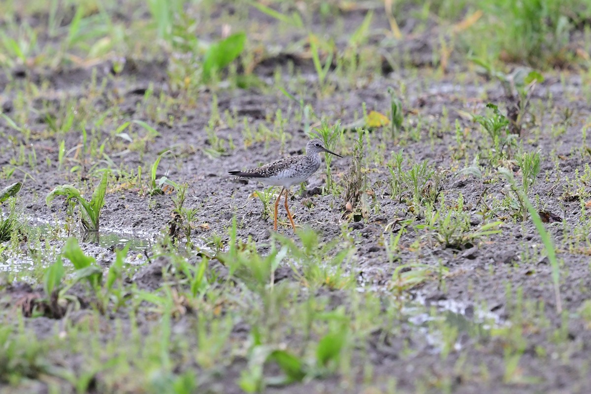 Lesser Yellowlegs - ML619393836