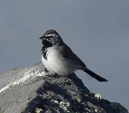 Black-throated Sparrow - johnny powell