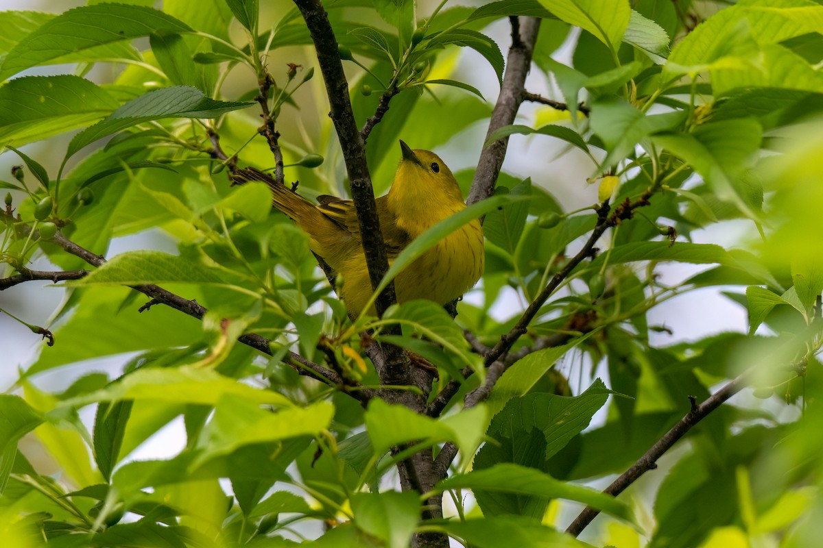 Yellow Warbler - Joshua Kautz