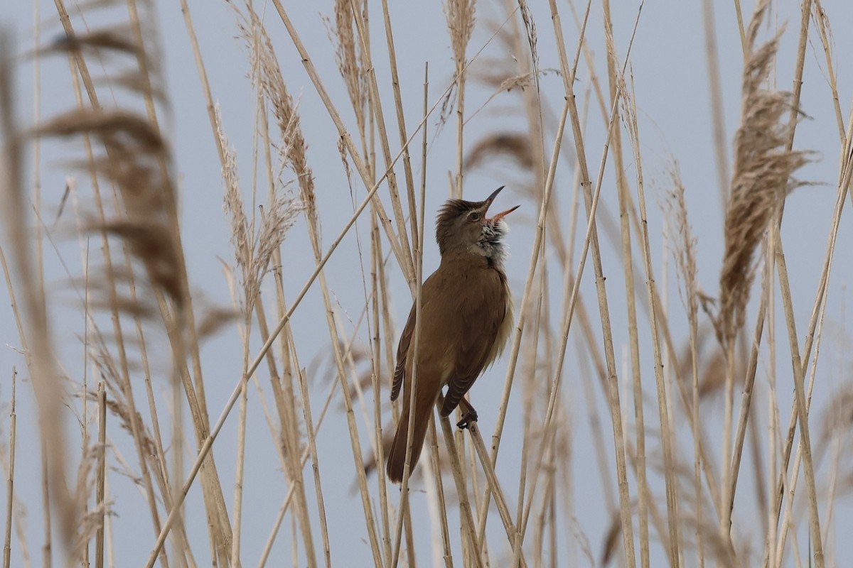 Great Reed Warbler - Andrew Dobson