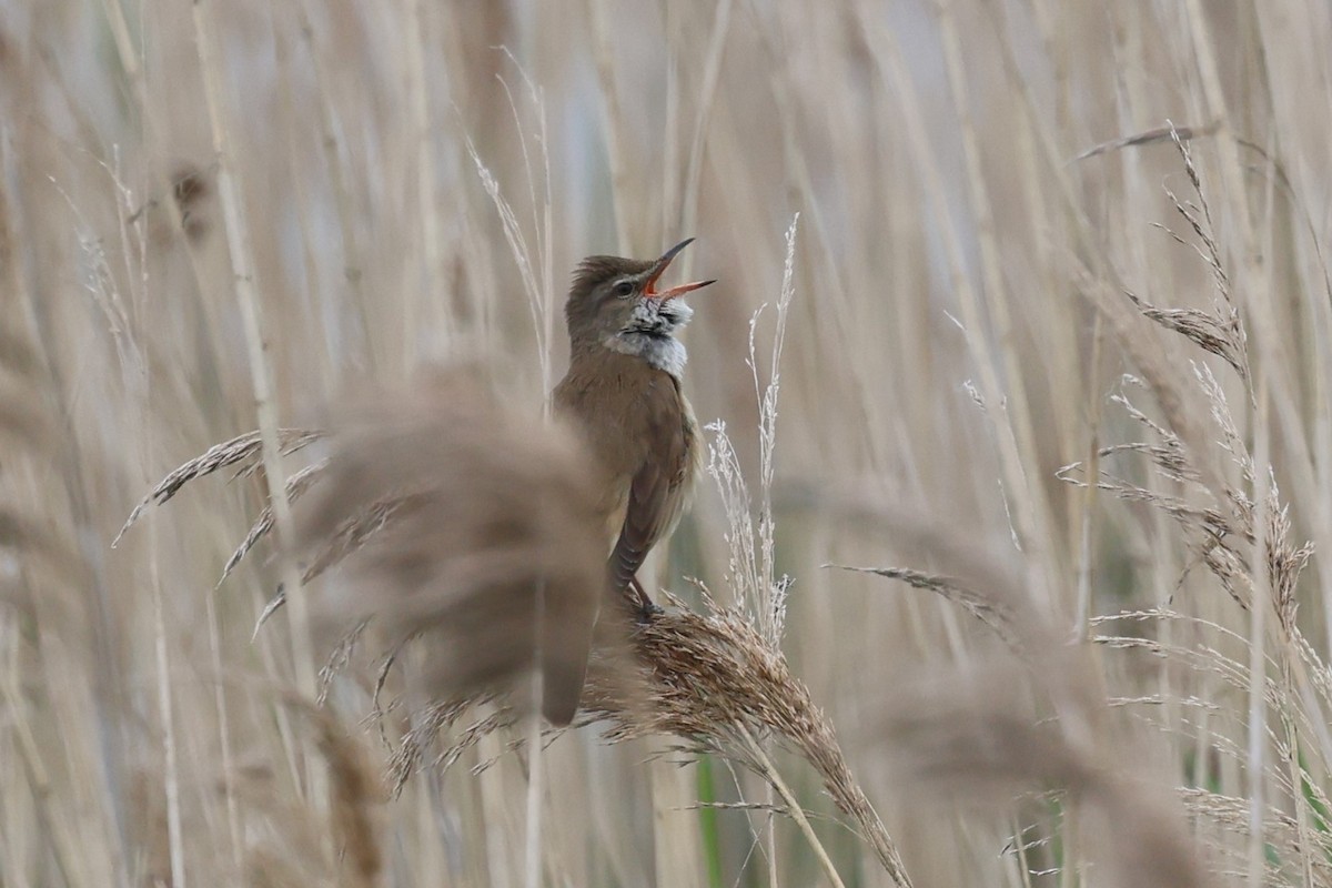 Great Reed Warbler - Andrew Dobson
