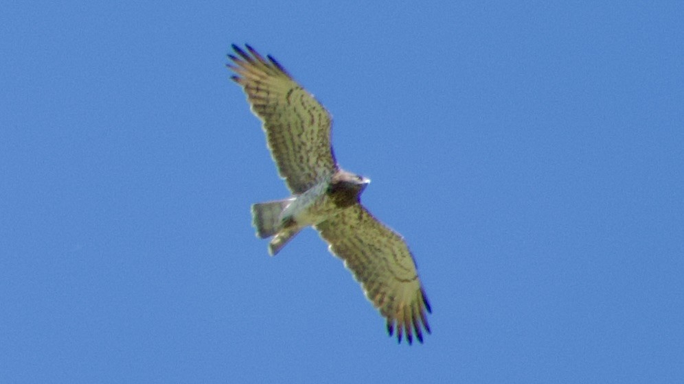 Short-toed Snake-Eagle - Jan Ekkers