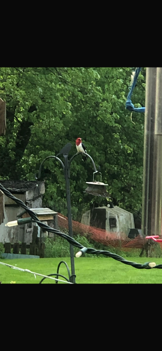 Red-headed Woodpecker - Audrey Kapeleris