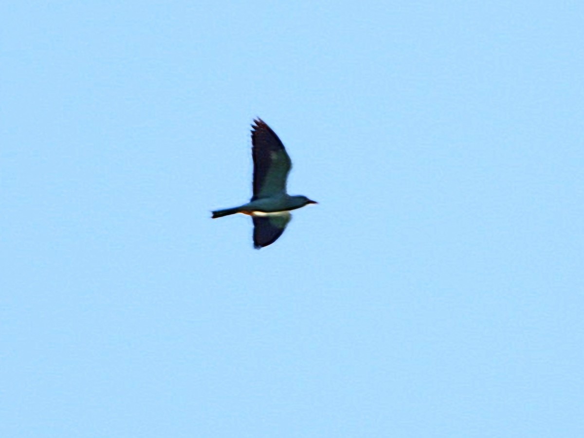 European Roller - Ivan V