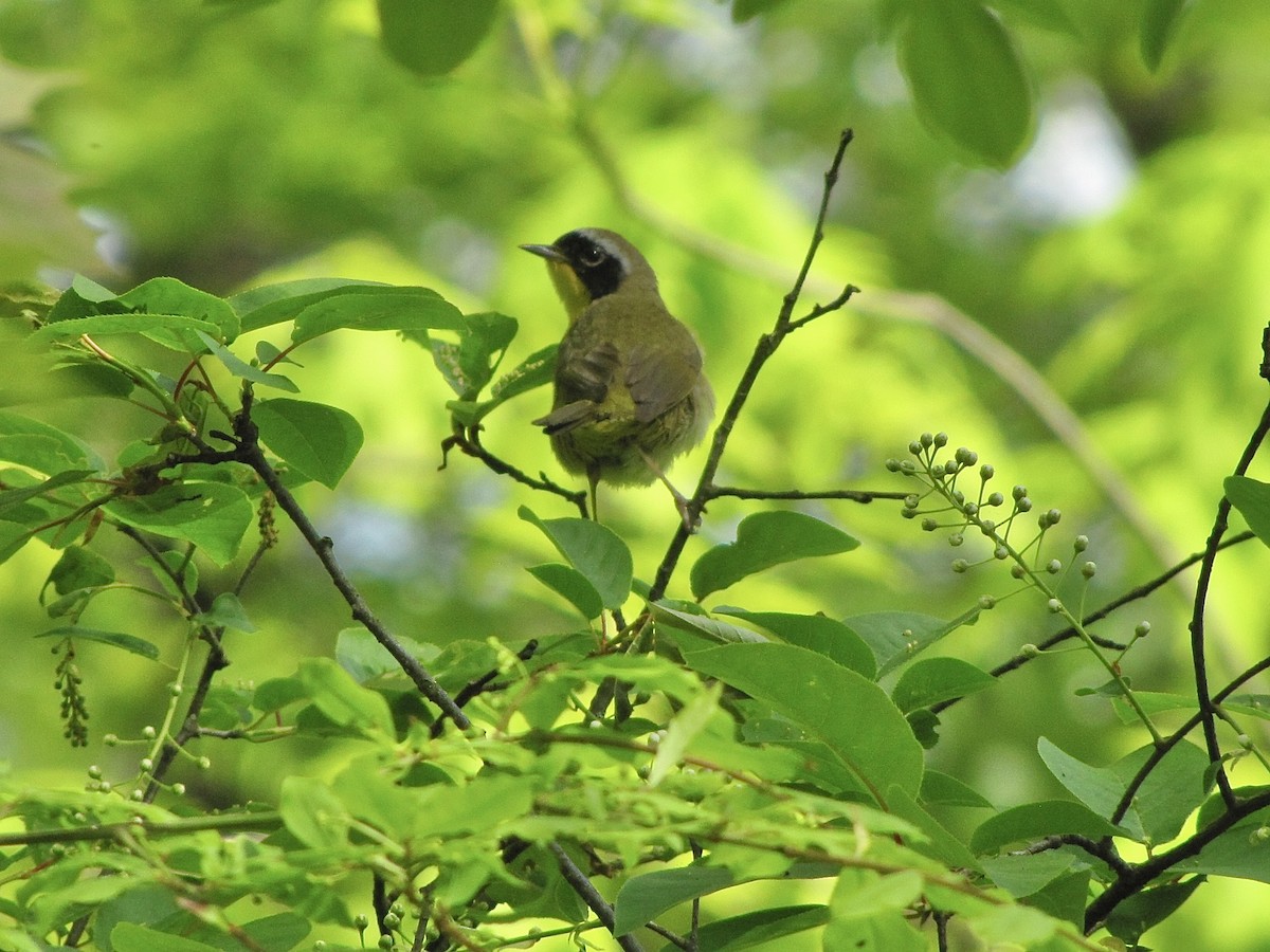 Common Yellowthroat - Erin Barber