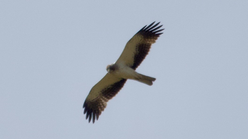 Booted Eagle - Jan Ekkers