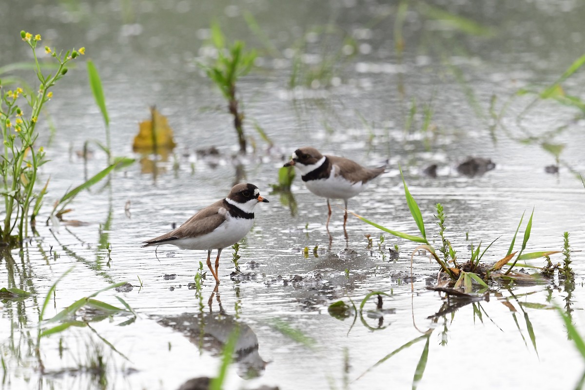 Semipalmated Plover - Paul Herwood