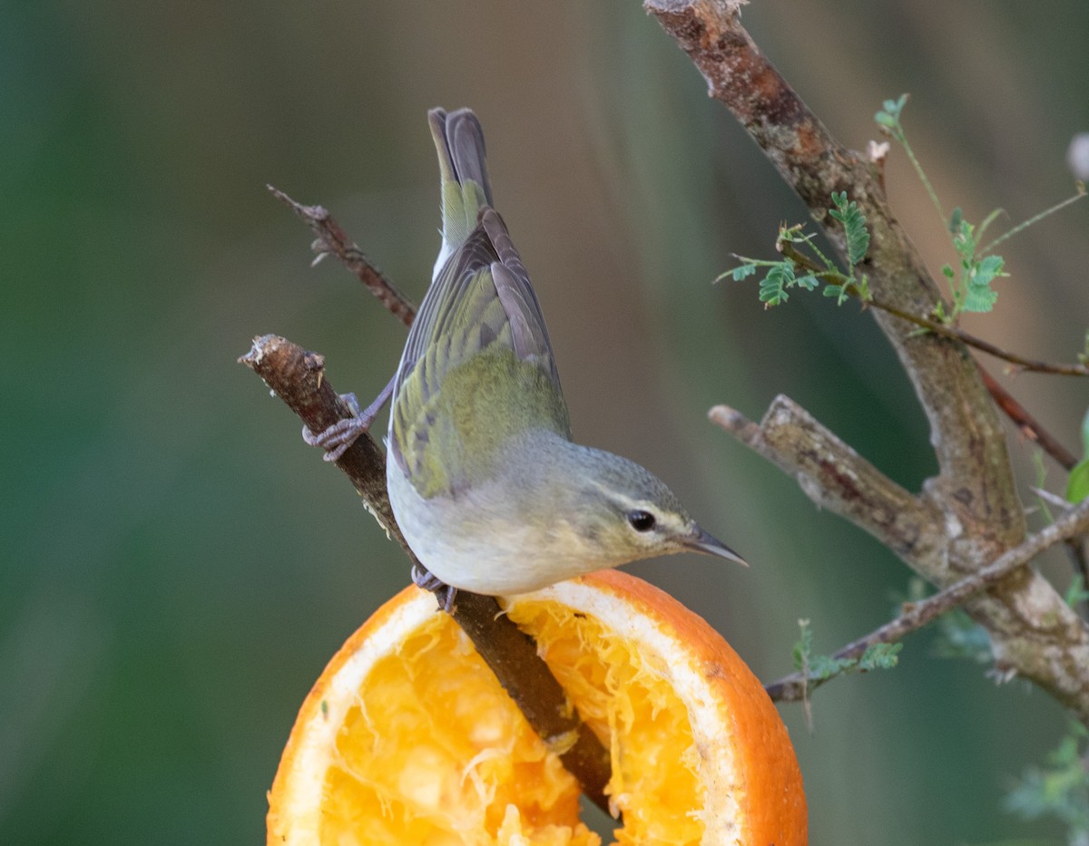 Tennessee Warbler - William Price