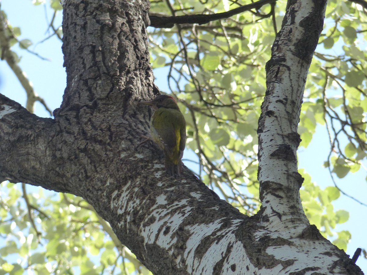 Levaillant's Woodpecker - ML619393919