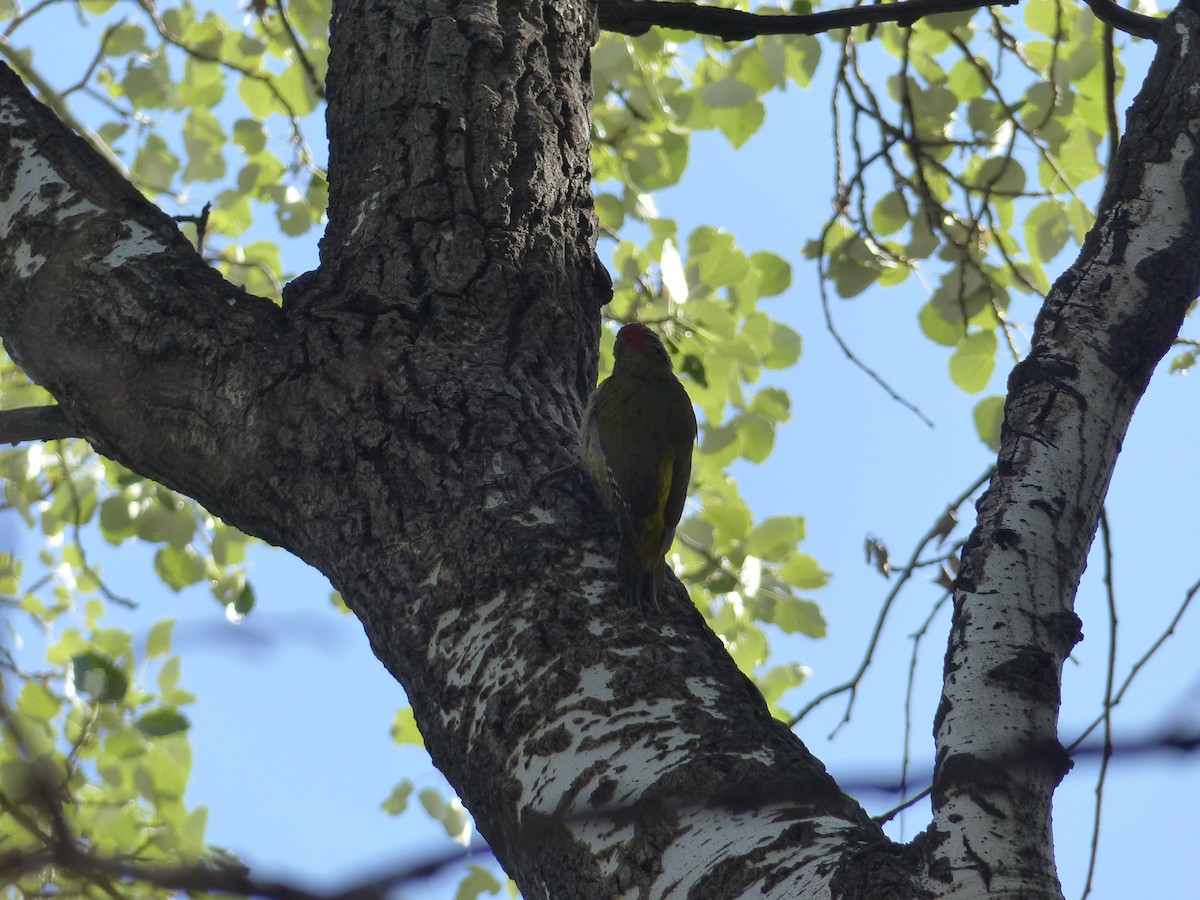 Levaillant's Woodpecker - Jorge López Álvarez