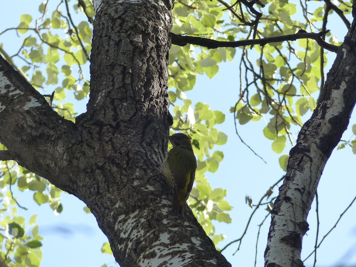 Levaillant's Woodpecker - ML619393921