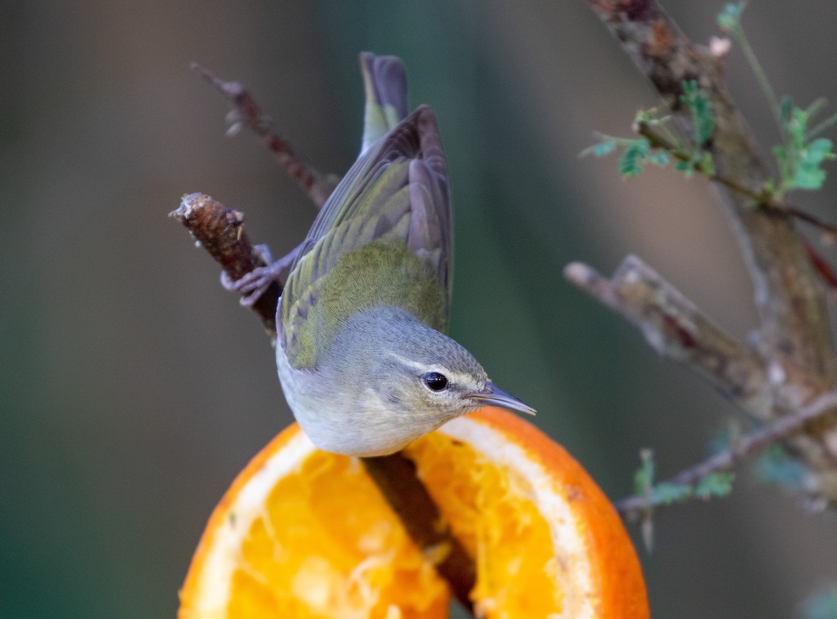 Tennessee Warbler - William Price