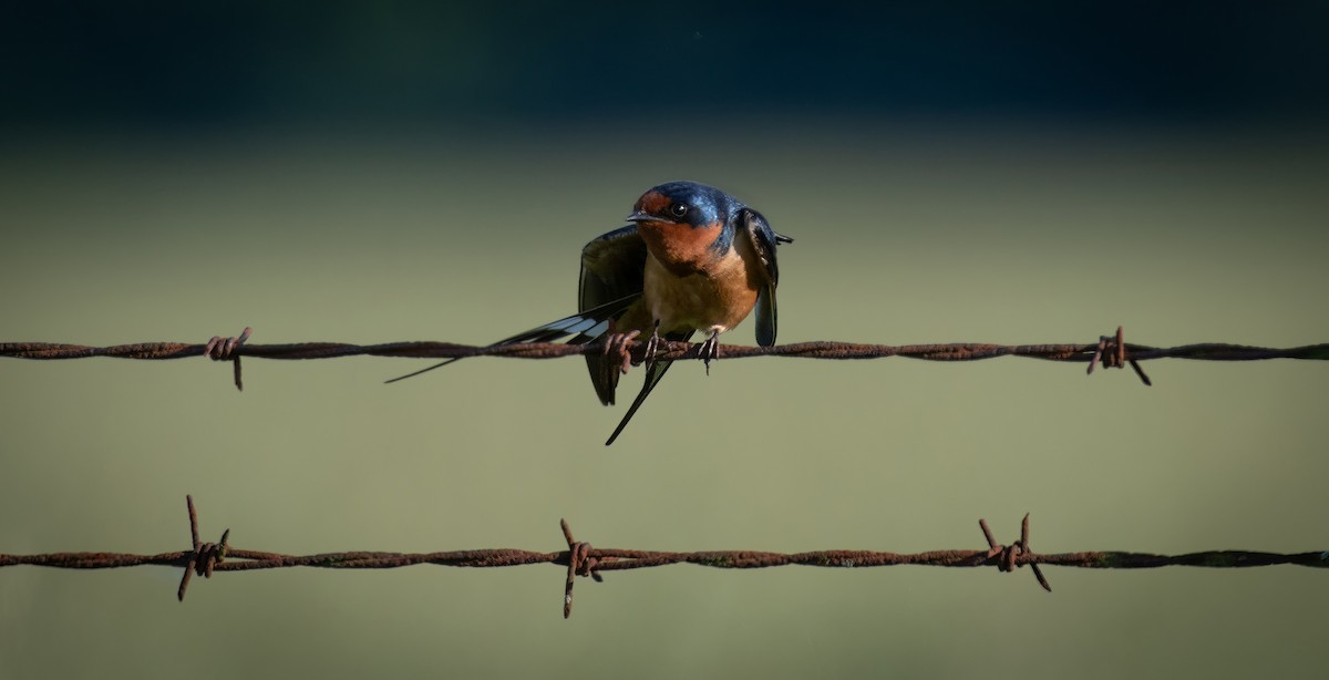 Barn Swallow - Rob Cochran