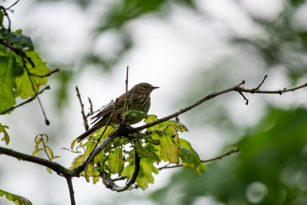 Tree Pipit - Anonymous