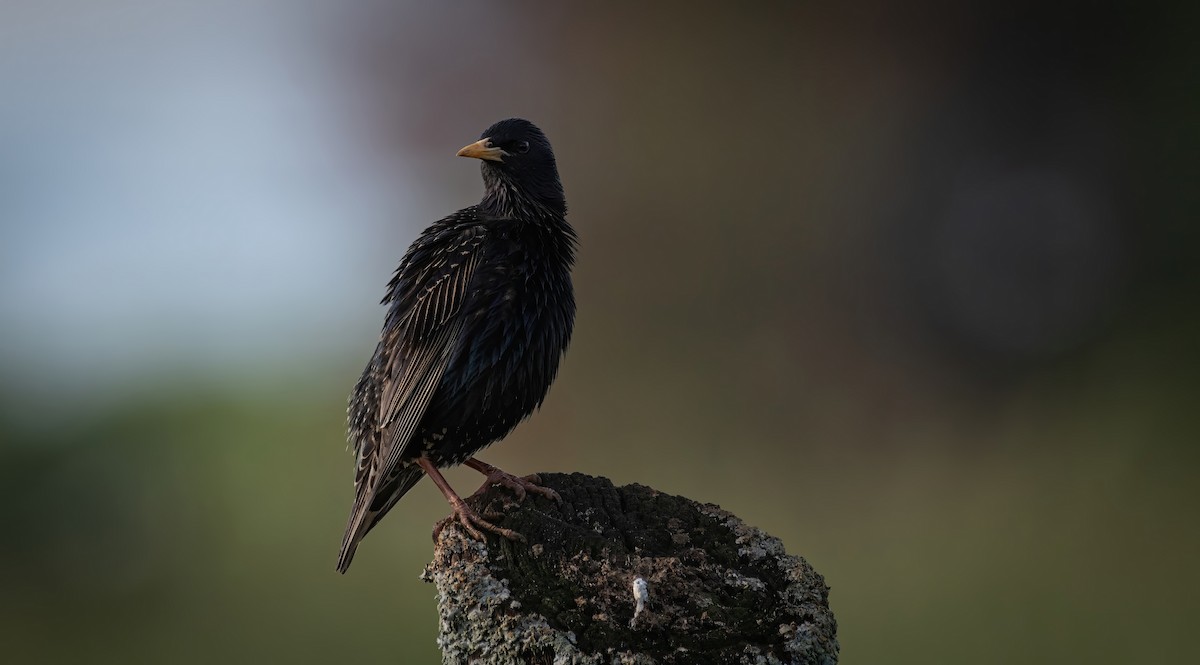 European Starling - Rob Cochran