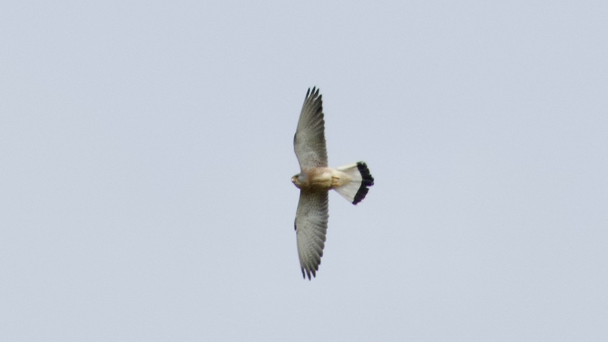 Lesser Kestrel - Jan Ekkers