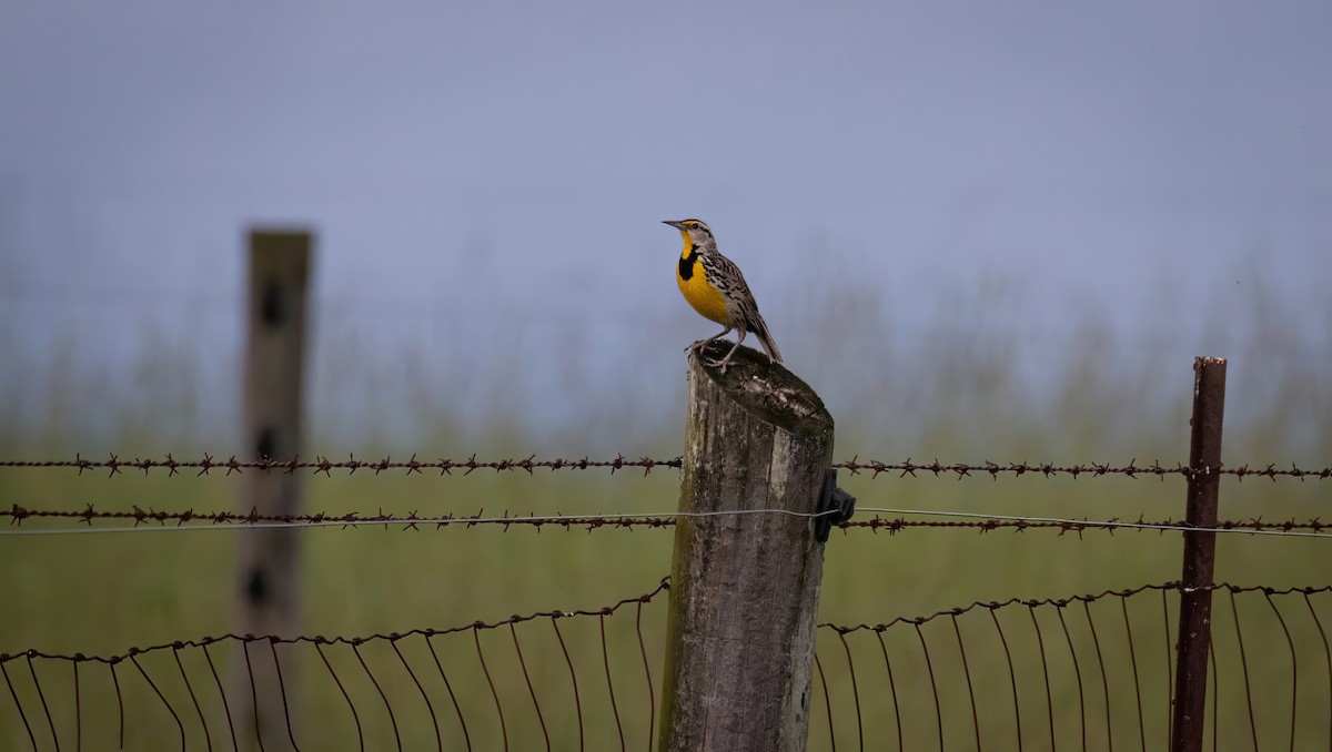 Eastern Meadowlark - Rob Cochran