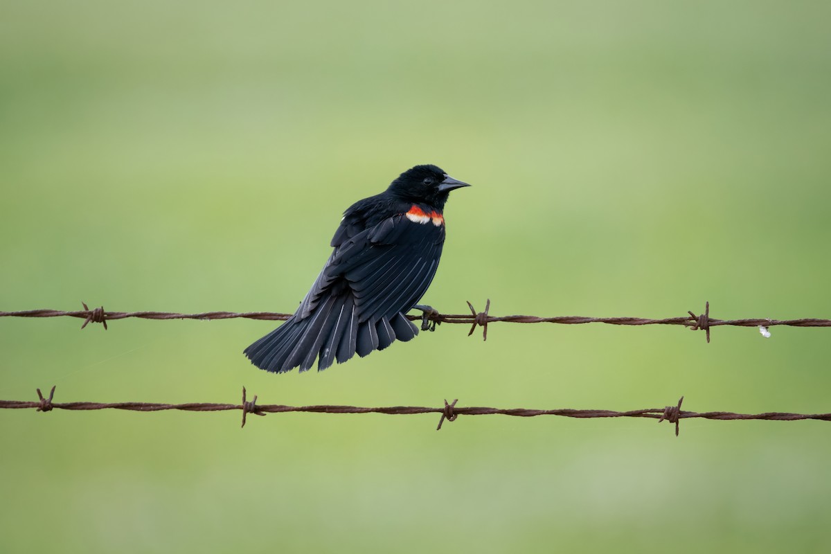 Red-winged Blackbird - Rob Cochran