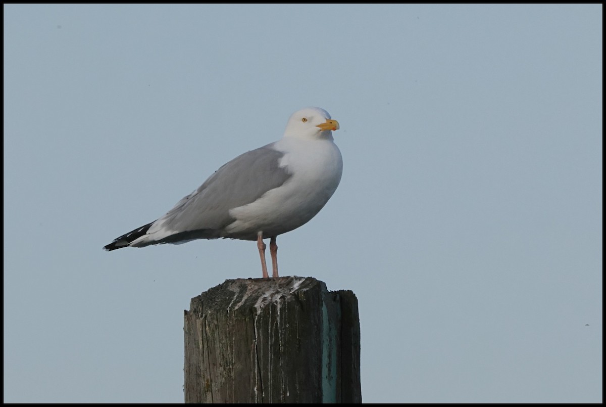 Herring Gull (American) - Tom Pavlik