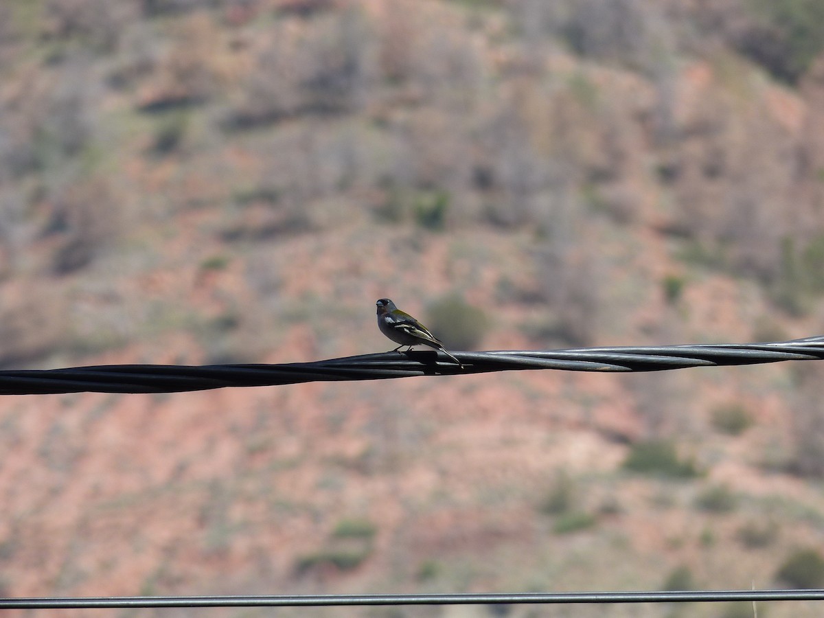 African Chaffinch - ML619393987