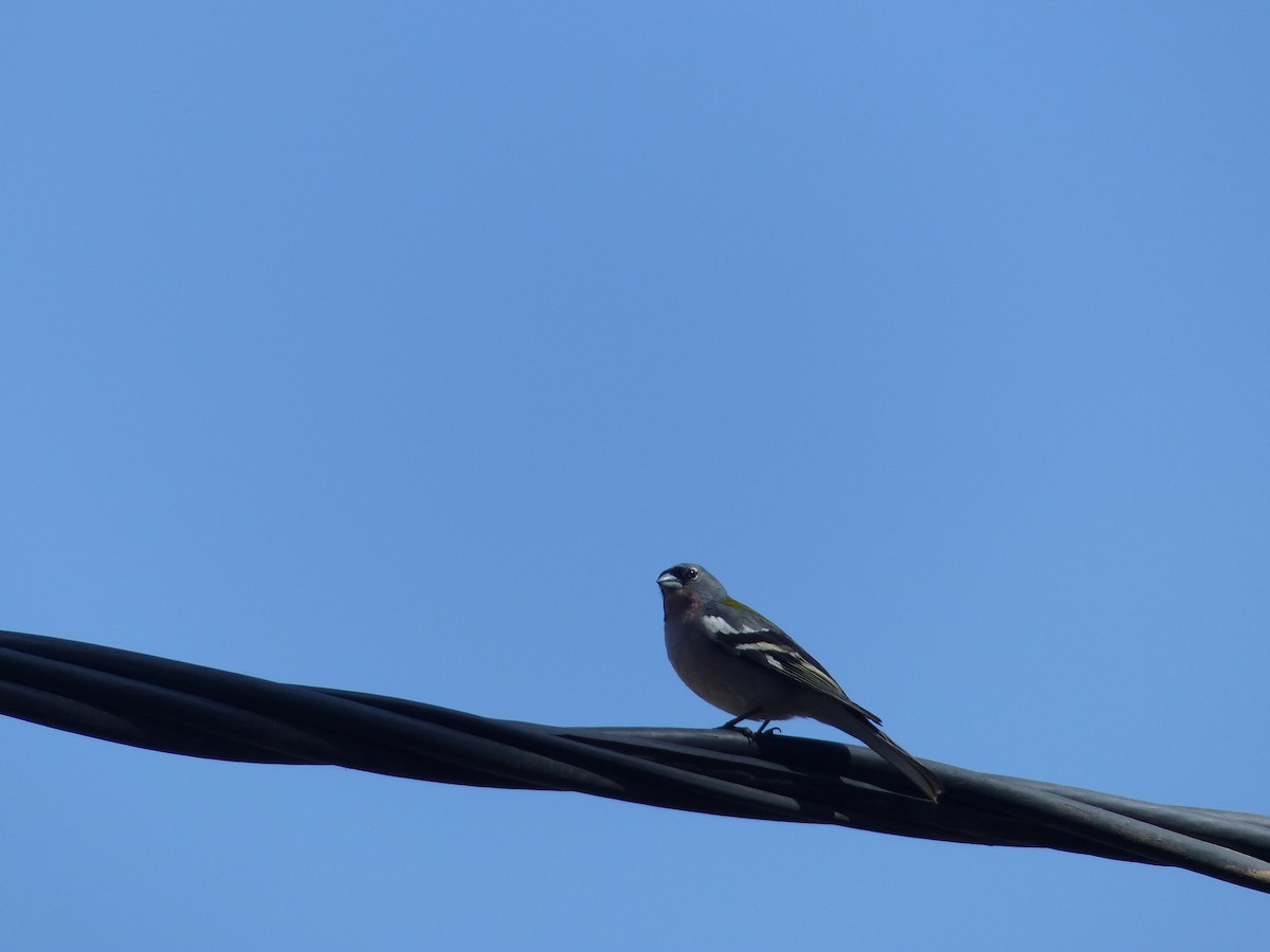 African Chaffinch - ML619393989