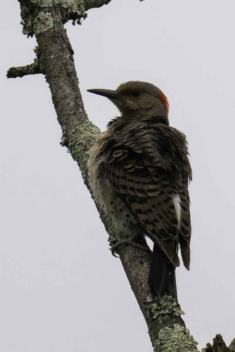 Northern Flicker - Scott Fraser