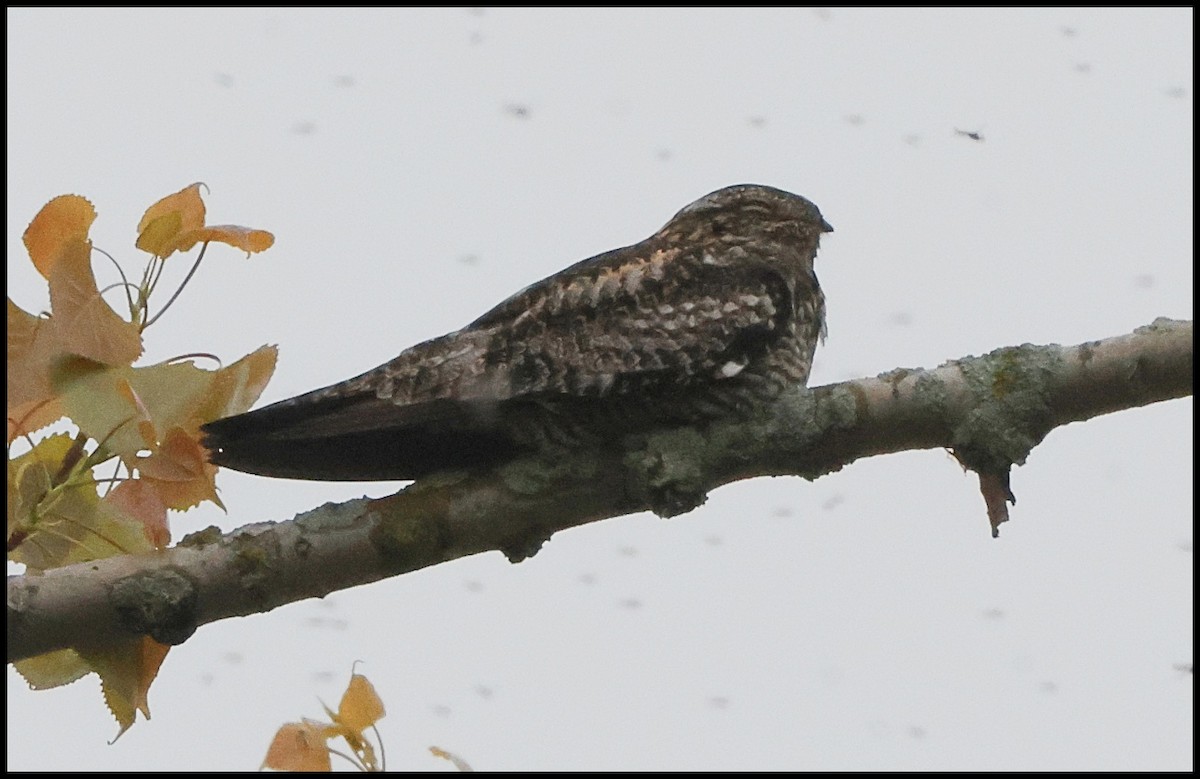 Common Nighthawk - Tom Pavlik