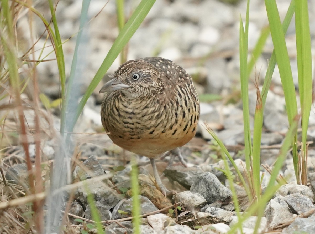 Barred Buttonquail - Keng Keok Neo