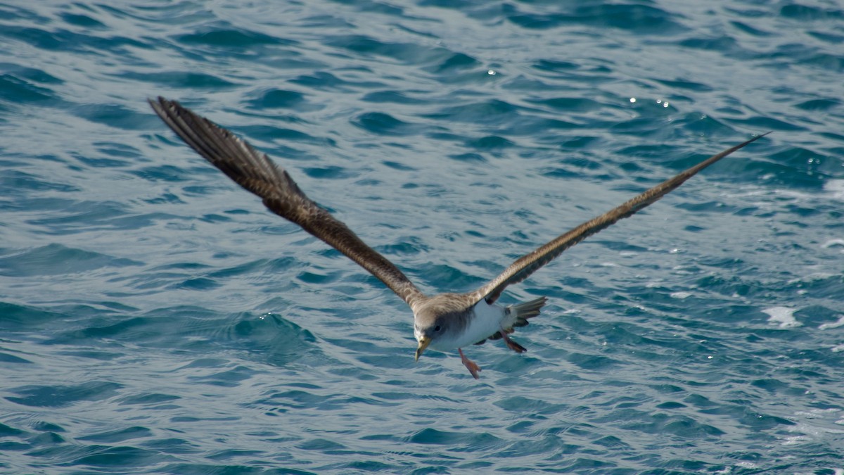 Cory's Shearwater - Jan Ekkers