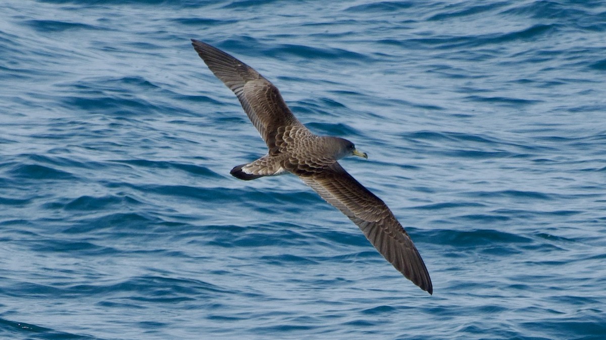 Cory's Shearwater - Jan Ekkers