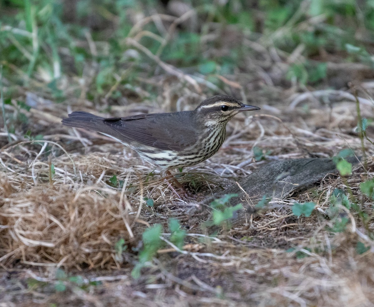 Northern Waterthrush - William Price