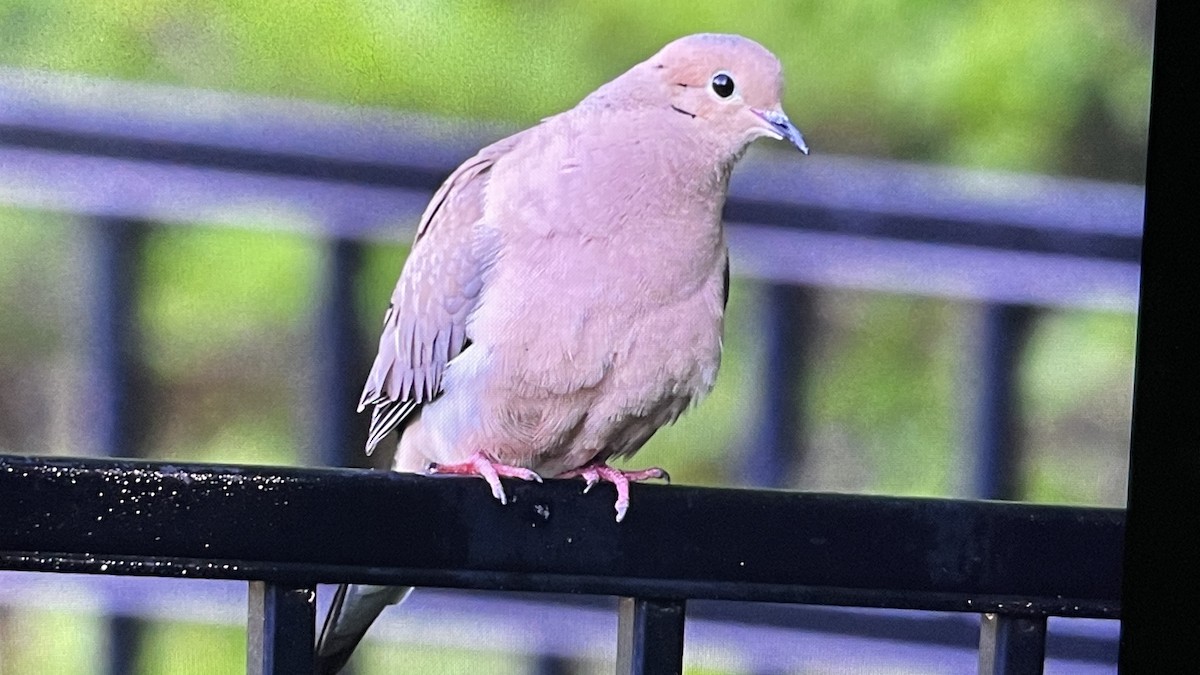 Mourning Dove - John Devroy