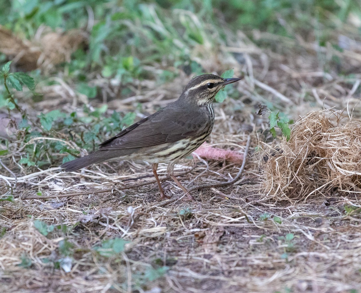 Northern Waterthrush - William Price