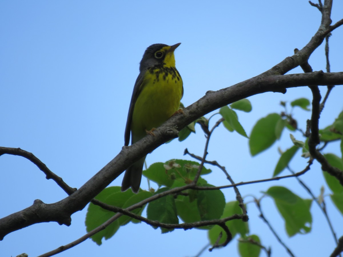 Canada Warbler - Denise Moreault