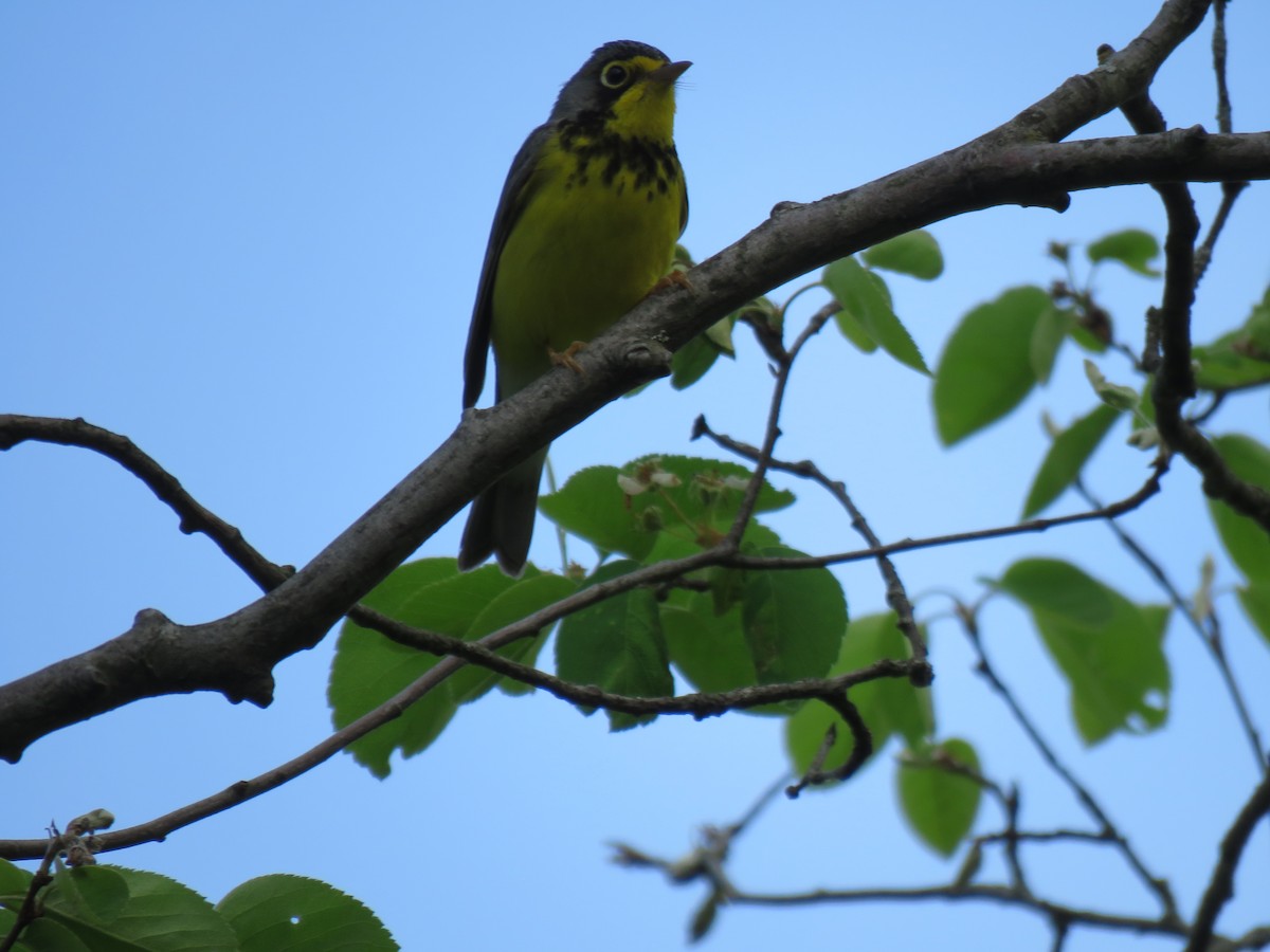 Canada Warbler - Denise Moreault