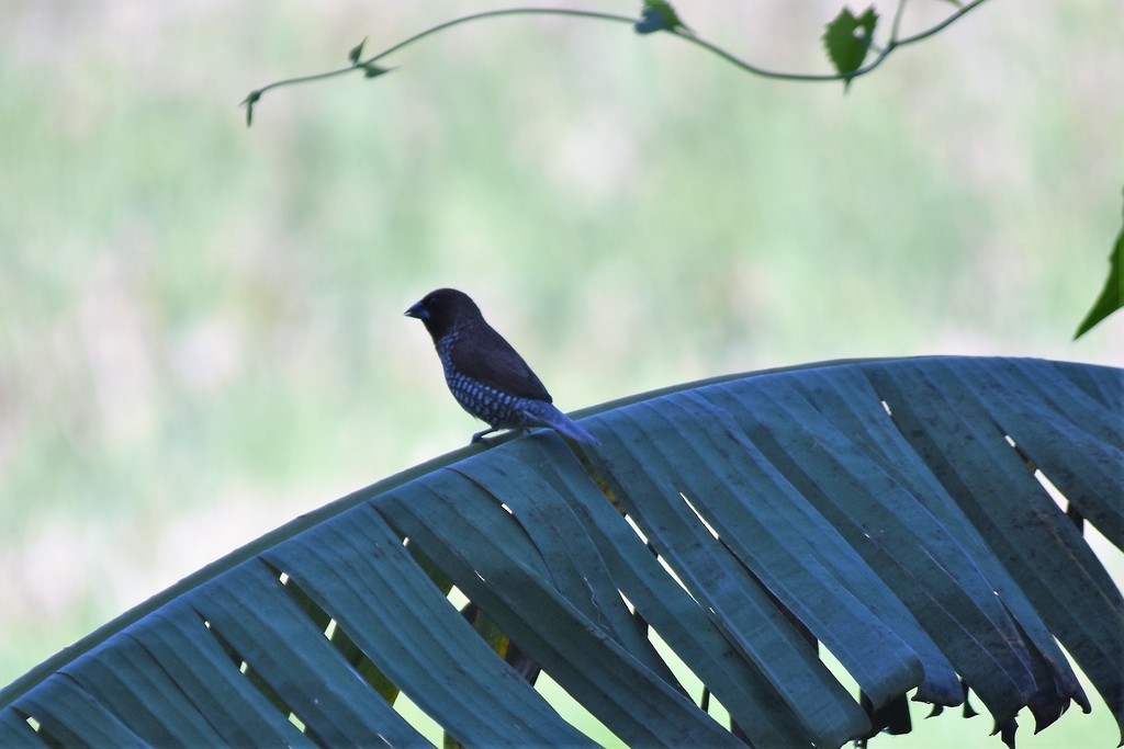 Scaly-breasted Munia - Jorge Juan Rueda