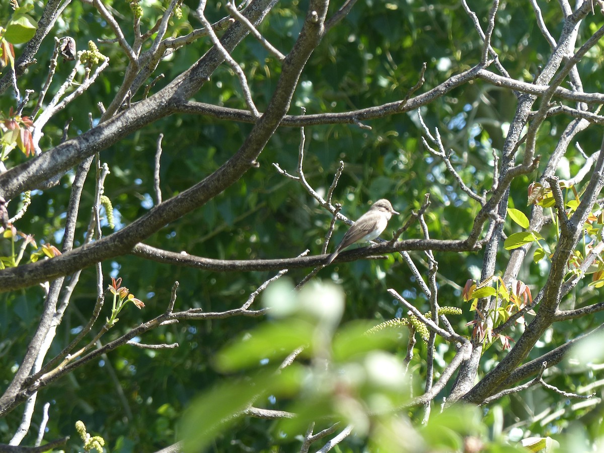 Spotted Flycatcher - Jorge López Álvarez