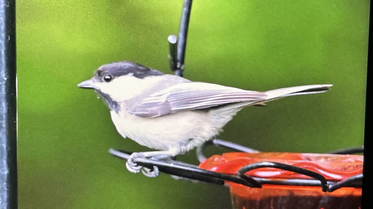 Black-capped Chickadee - John Devroy