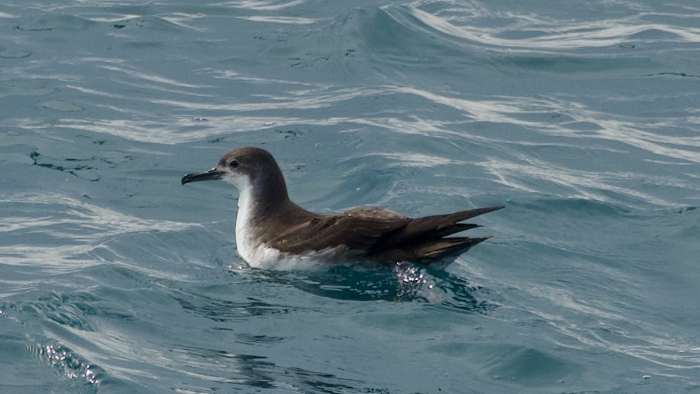 Yelkouan Shearwater - ML619394087