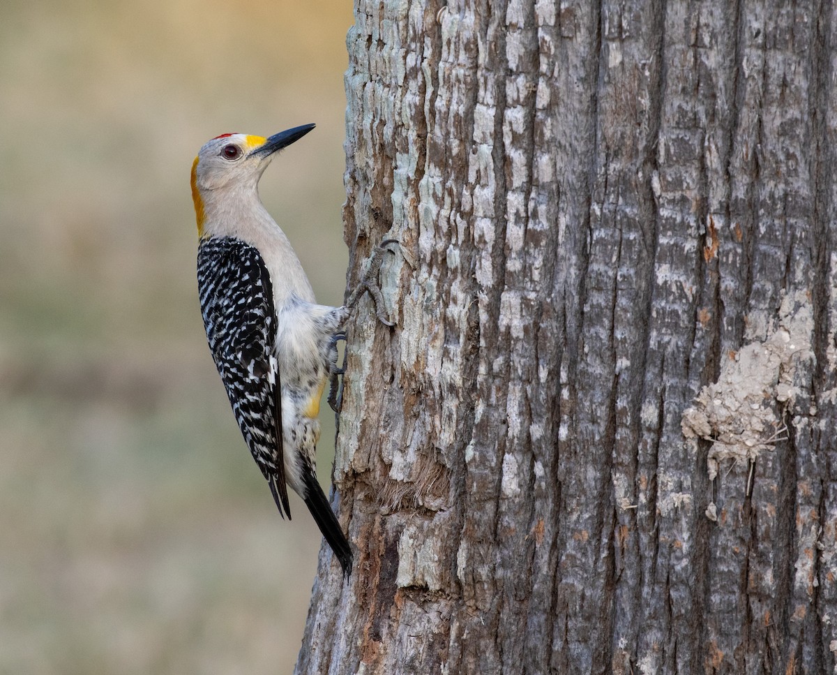 Golden-fronted Woodpecker - William Price