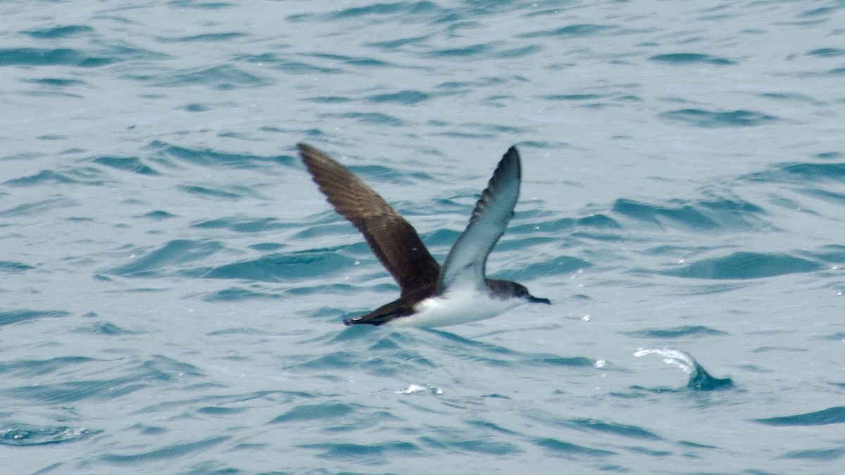 Yelkouan Shearwater - Jan Ekkers