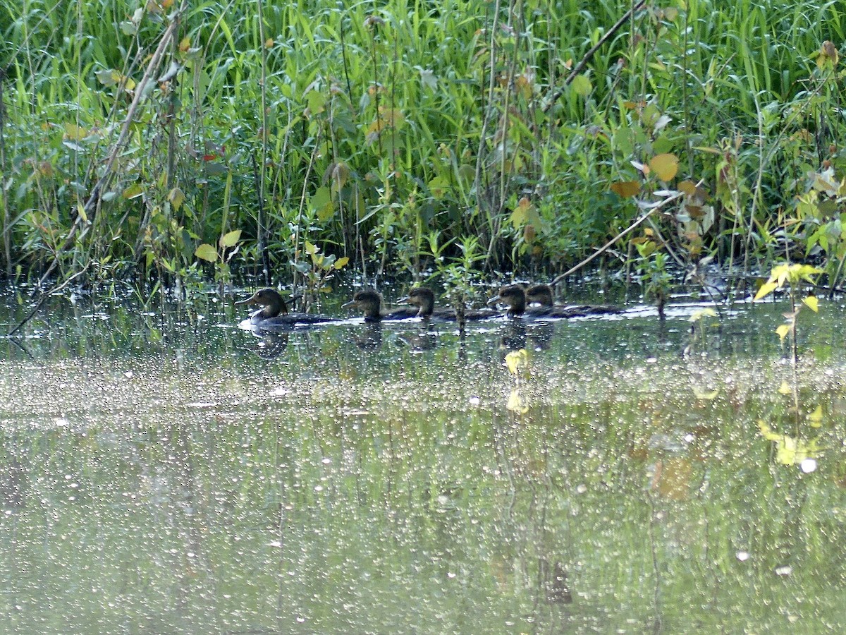 Hooded Merganser - Charles  Crawford